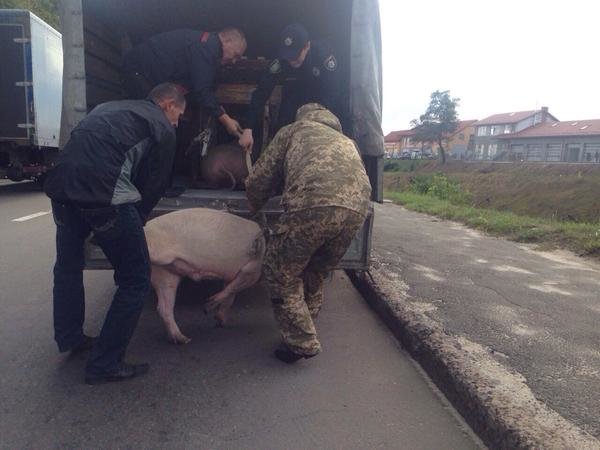 100 днів роботи патрульної поліції Львова. Якими вони були? (фото) - фото 3 100 днів роботи патрульної поліції Львова. Якими вони були? (фото) - фото 3