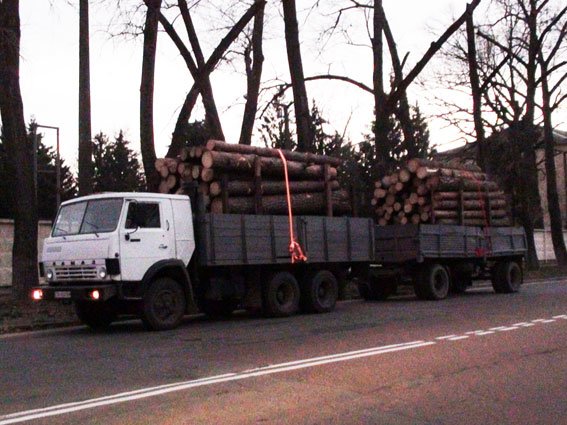 В Черниговской области процветает незаконный бизнес на дереве (фото) - фото 1 В Черниговской области процветает незаконный бизнес на дереве (фото) - фото 1