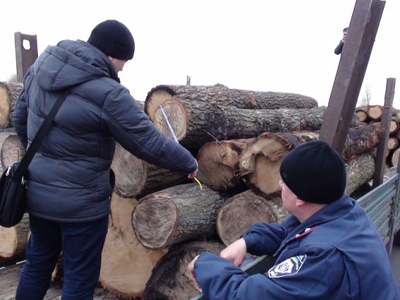 В Черниговской области процветает незаконный бизнес на дереве (фото) - фото 1 В Черниговской области процветает незаконный бизнес на дереве (фото) - фото 1