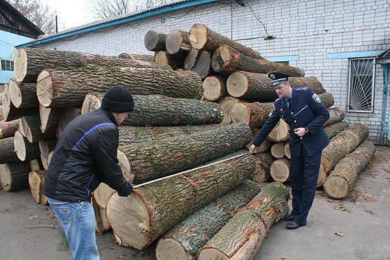 В Черниговской области процветает незаконный бизнес на дереве (фото) - фото 1 В Черниговской области процветает незаконный бизнес на дереве (фото) - фото 1