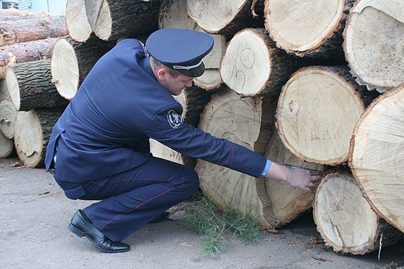 В Черниговской области процветает незаконный бизнес на дереве (фото) - фото 1 В Черниговской области процветает незаконный бизнес на дереве (фото) - фото 1
