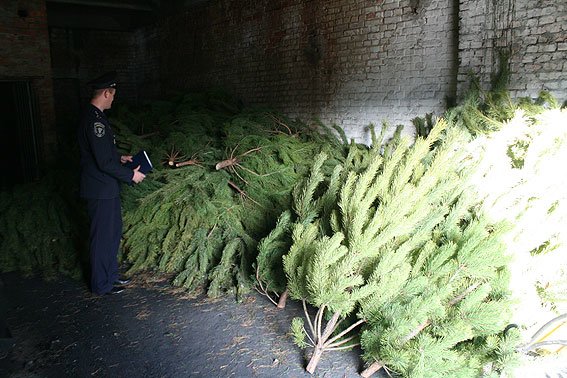 В Черниговской области процветает незаконный бизнес на дереве (фото) - фото 1 В Черниговской области процветает незаконный бизнес на дереве (фото) - фото 1
