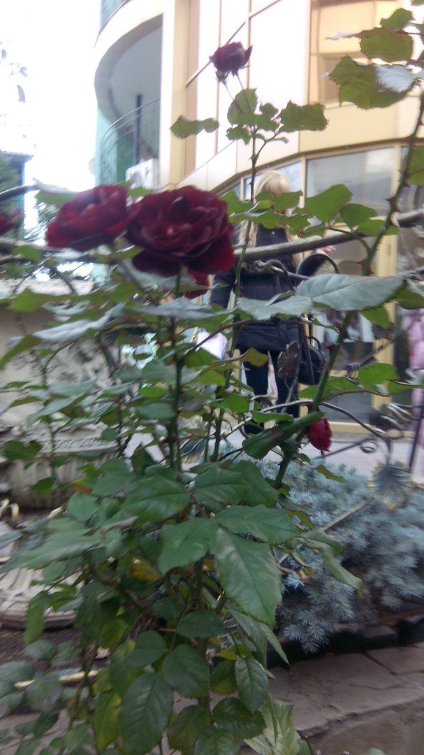 В Одессе в декабре цветут розы (ФОТО) (фото) - фото 1