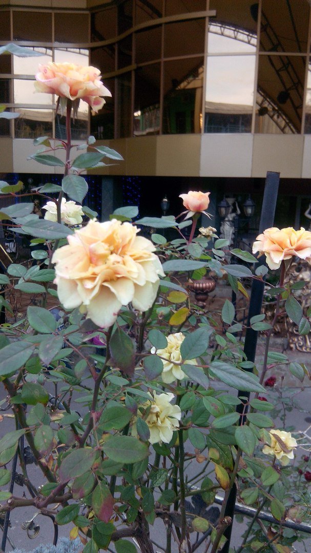 В Одессе в декабре цветут розы (ФОТО) (фото) - фото 1