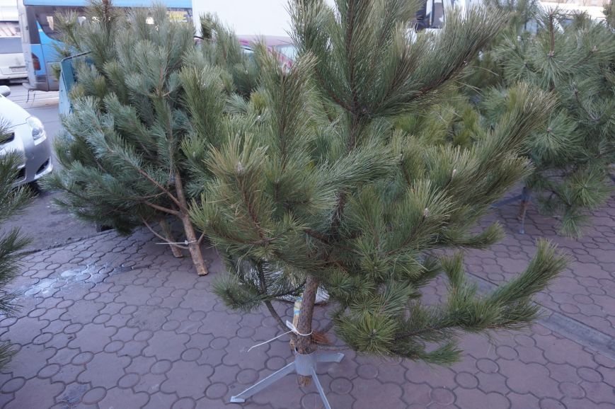 Во сколько криворожанам обойдутся Сосны кримские из Житомирского лесохозяйства (ФОТО) (фото) - фото 3 Во сколько криворожанам обойдутся Сосны кримские из Житомирского лесохозяйства (ФОТО) (фото) - фото 3