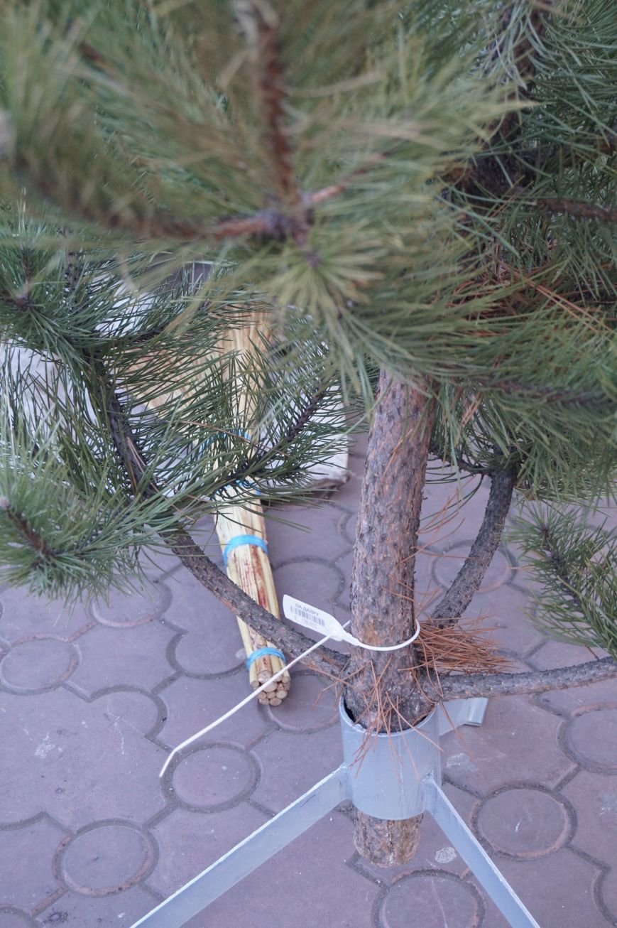 Во сколько криворожанам обойдутся Сосны кримские из Житомирского лесохозяйства (ФОТО) (фото) - фото 3 Во сколько криворожанам обойдутся Сосны кримские из Житомирского лесохозяйства (ФОТО) (фото) - фото 3