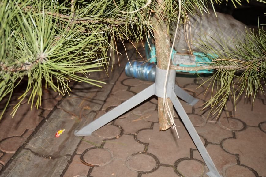 Во сколько криворожанам обойдутся Сосны кримские из Житомирского лесохозяйства (ФОТО) (фото) - фото 2 Во сколько криворожанам обойдутся Сосны кримские из Житомирского лесохозяйства (ФОТО) (фото) - фото 2