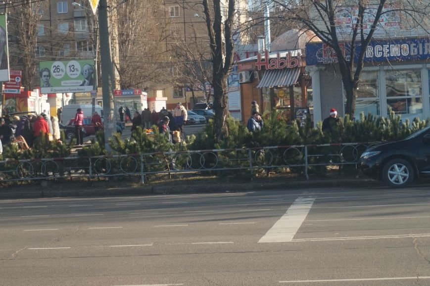 Во сколько криворожанам обойдутся Сосны кримские из Житомирского лесохозяйства (ФОТО) (фото) - фото 1 Во сколько криворожанам обойдутся Сосны кримские из Житомирского лесохозяйства (ФОТО) (фото) - фото 1