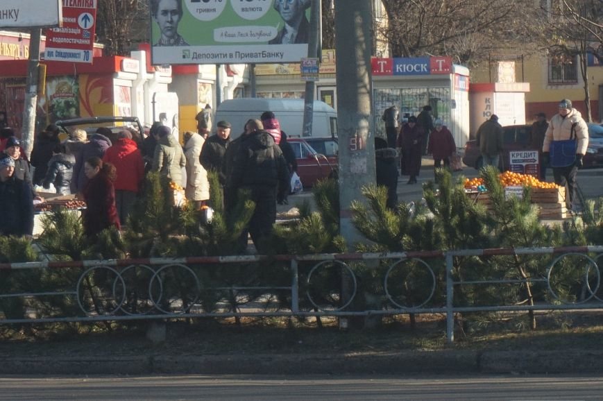 Во сколько криворожанам обойдутся Сосны кримские из Житомирского лесохозяйства (ФОТО) (фото) - фото 1 Во сколько криворожанам обойдутся Сосны кримские из Житомирского лесохозяйства (ФОТО) (фото) - фото 1