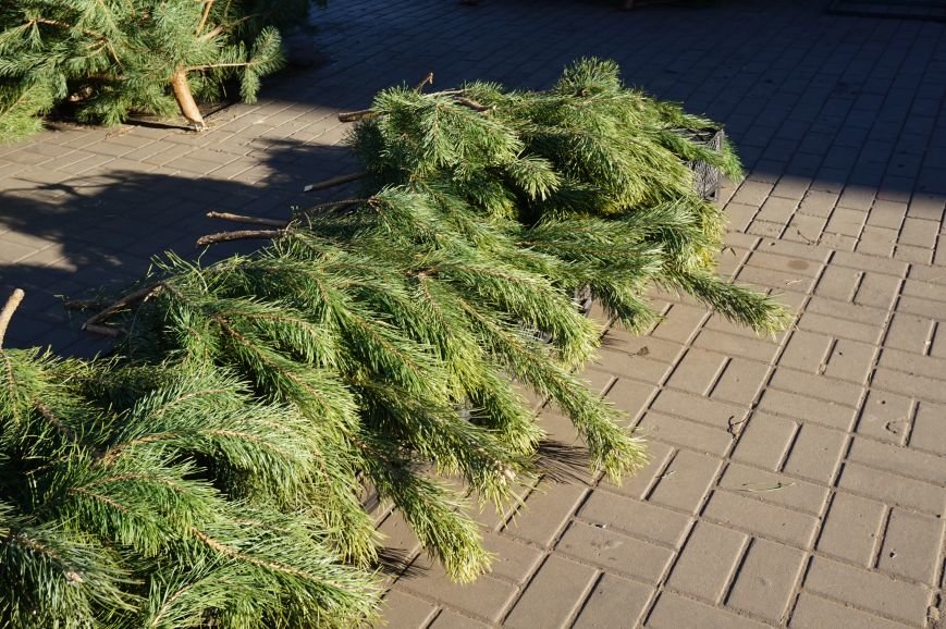 Во сколько криворожанам обойдутся Сосны кримские из Житомирского лесохозяйства (ФОТО) (фото) - фото 4 Во сколько криворожанам обойдутся Сосны кримские из Житомирского лесохозяйства (ФОТО) (фото) - фото 4