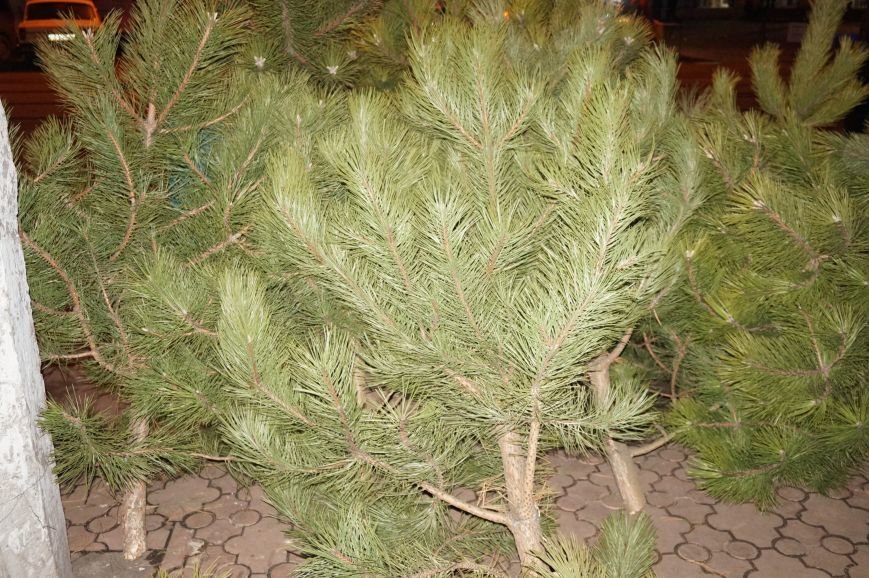 Во сколько криворожанам обойдутся Сосны кримские из Житомирского лесохозяйства (ФОТО) (фото) - фото 2 Во сколько криворожанам обойдутся Сосны кримские из Житомирского лесохозяйства (ФОТО) (фото) - фото 2