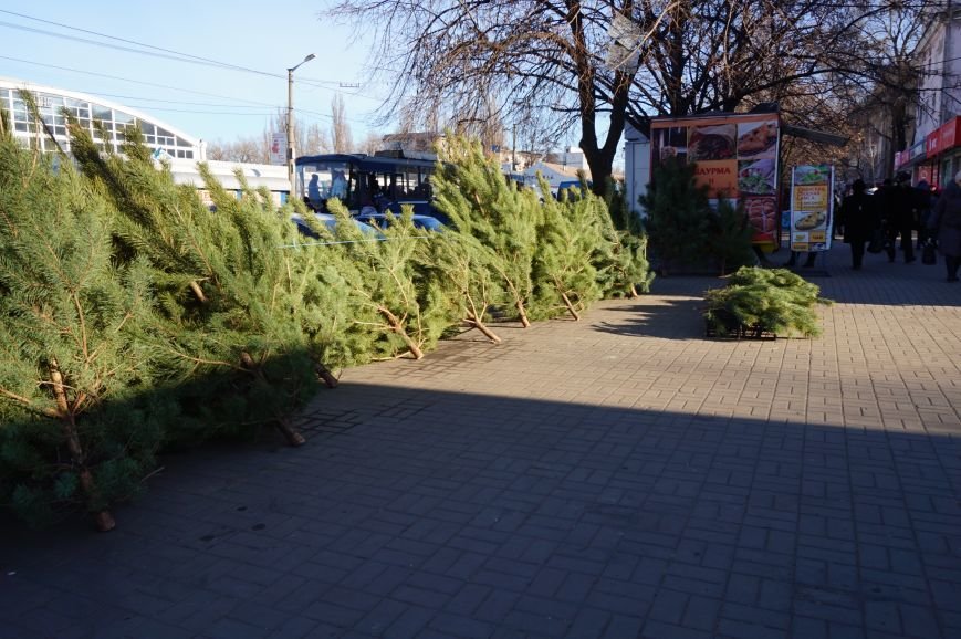 Во сколько криворожанам обойдутся Сосны кримские из Житомирского лесохозяйства (ФОТО) (фото) - фото 4 Во сколько криворожанам обойдутся Сосны кримские из Житомирского лесохозяйства (ФОТО) (фото) - фото 4