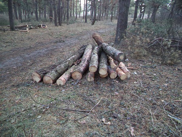 В Макеевке рубят сосны, местные жители говорят: незаконно! (фото) - фото 1 В Макеевке рубят сосны, местные жители говорят: незаконно! (фото) - фото 1