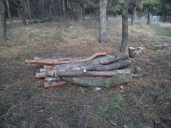 В Макеевке рубят сосны, местные жители говорят: незаконно! (фото) - фото 1 В Макеевке рубят сосны, местные жители говорят: незаконно! (фото) - фото 1