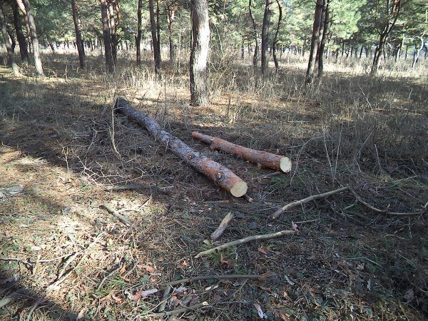 В Макеевке рубят сосны, местные жители говорят: незаконно! (фото) - фото 1 В Макеевке рубят сосны, местные жители говорят: незаконно! (фото) - фото 1