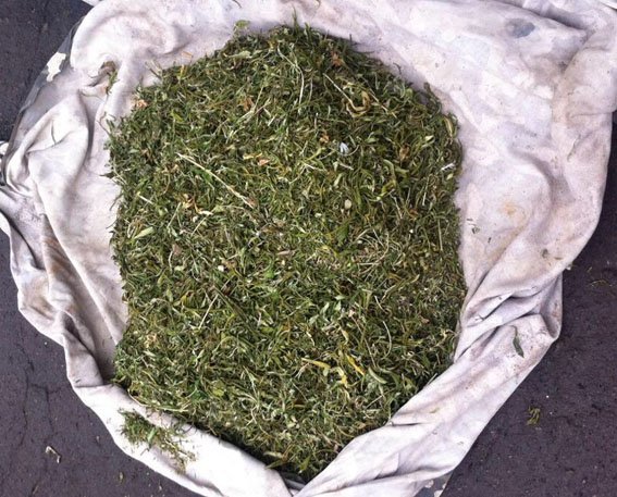 В КРАМАТОРСКЕ ПОЛИЦИЯ ИЗЪЯЛА МАРИХУАНУ НА СУММУ СВЫШЕ 150 ТЫСЯЧ ГРИВЕН (ФОТО) (фото) - фото 1 В КРАМАТОРСКЕ ПОЛИЦИЯ ИЗЪЯЛА МАРИХУАНУ НА СУММУ СВЫШЕ 150 ТЫСЯЧ ГРИВЕН (ФОТО) (фото) - фото 1
