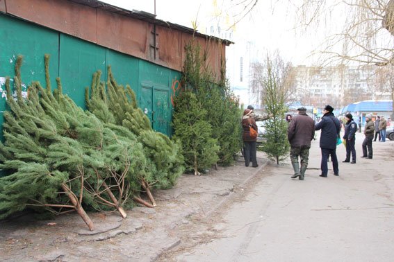 Перед Новым годом полиция в Чернигове ищет незаконные елки и петарды (фото) - фото 1 Перед Новым годом полиция в Чернигове ищет незаконные елки и петарды (фото) - фото 1