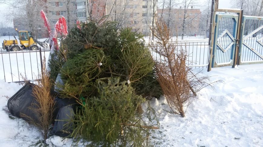 Пушкинцы собрали более шестидесяти ёлок на радость бизонам (фото) - фото 1 Пушкинцы собрали более шестидесяти ёлок на радость бизонам (фото) - фото 1