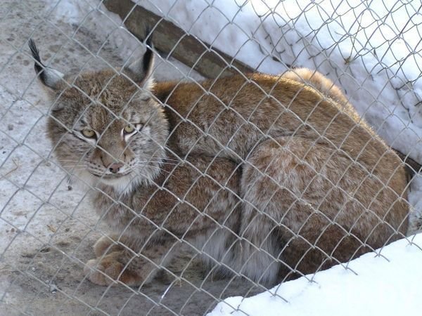 Берлога со всеми удобствами. Как зимуют животные в Витебском зоопарке (фото) - фото 1 Берлога со всеми удобствами. Как зимуют животные в Витебском зоопарке (фото) - фото 1