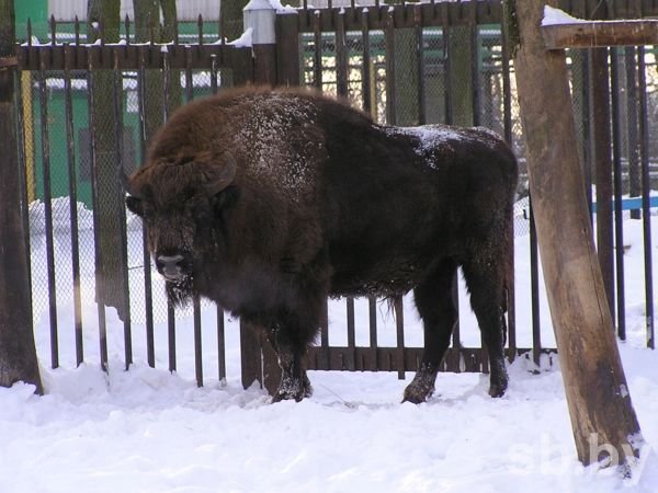 Берлога со всеми удобствами. Как зимуют животные в Витебском зоопарке (фото) - фото 2 Берлога со всеми удобствами. Как зимуют животные в Витебском зоопарке (фото) - фото 2