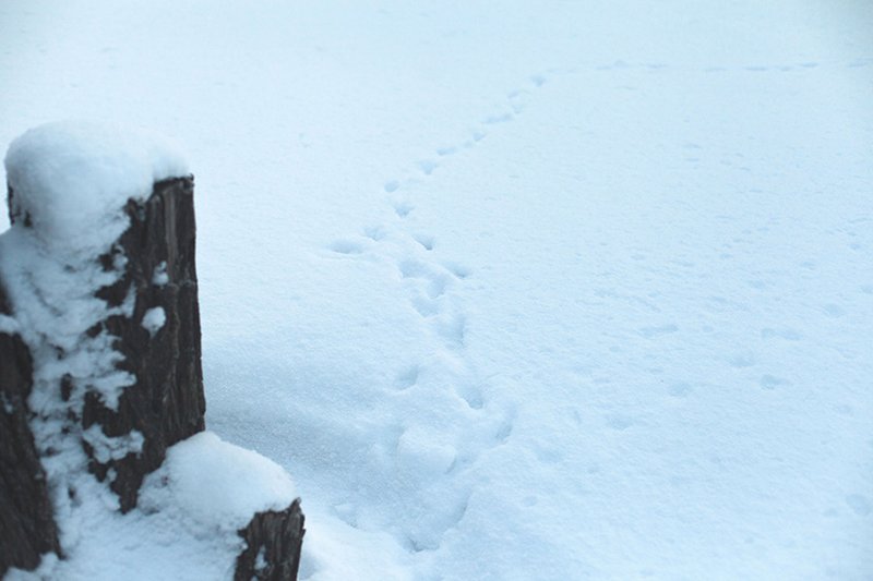 Белые дни. Белгороду осталось совсем недолго находиться под снегом... Белые дни. Белгороду осталось совсем недолго находиться под снегом перед скорым потеплением (фото) - фото 3