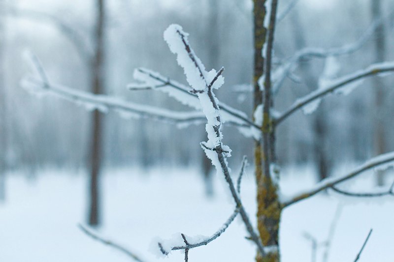 Белые дни. Белгороду осталось совсем недолго оставаться под снегом перед скорым потеплением