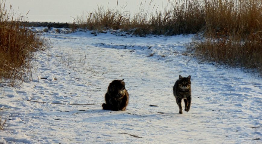 кот кот