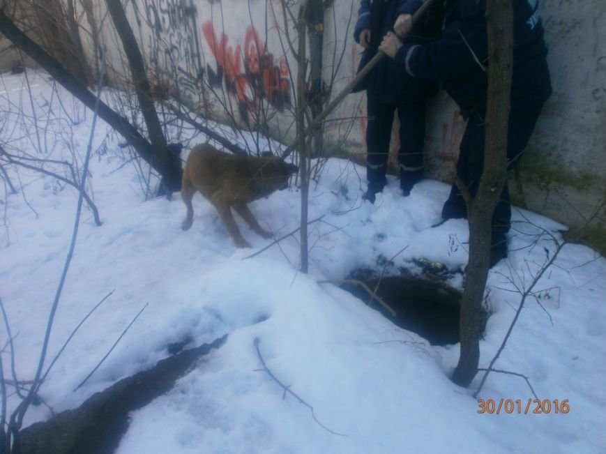 2 мнс собака 2 мнс собака