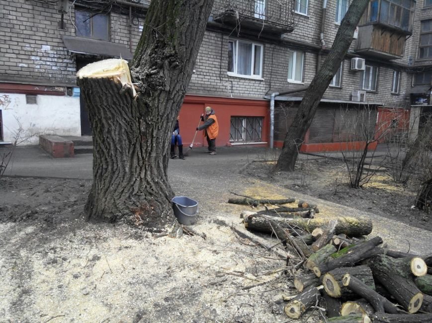В центре Запорожья коммунальщики спиливают деревья, горожане против, - ФОТО (фото) - фото 1 В центре Запорожья коммунальщики спиливают деревья, горожане против, - ФОТО (фото) - фото 1