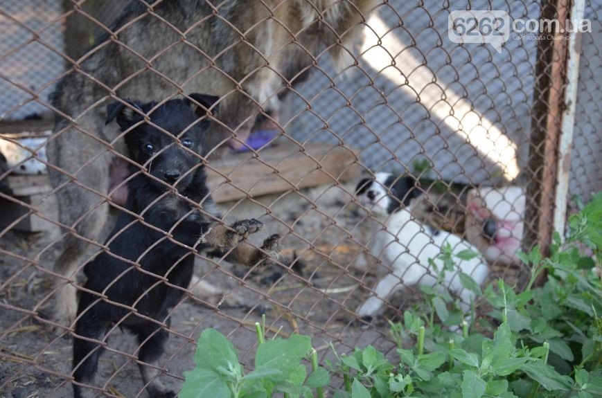 Что делать с бездомными животными? Питомник в Славянске не справляется (фото) - фото 1 Что делать с бездомными животными? Питомник в Славянске не справляется (фото) - фото 1