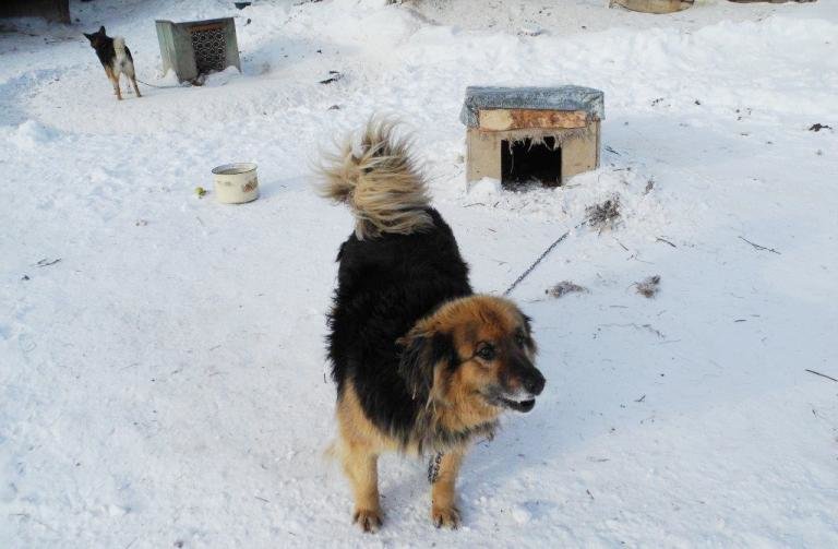 Городской приют для бездомных животных готовится принимать новых питомцев (фото) (фото) - фото 1 Городской приют для бездомных животных готовится принимать новых питомцев (фото) (фото) - фото 1