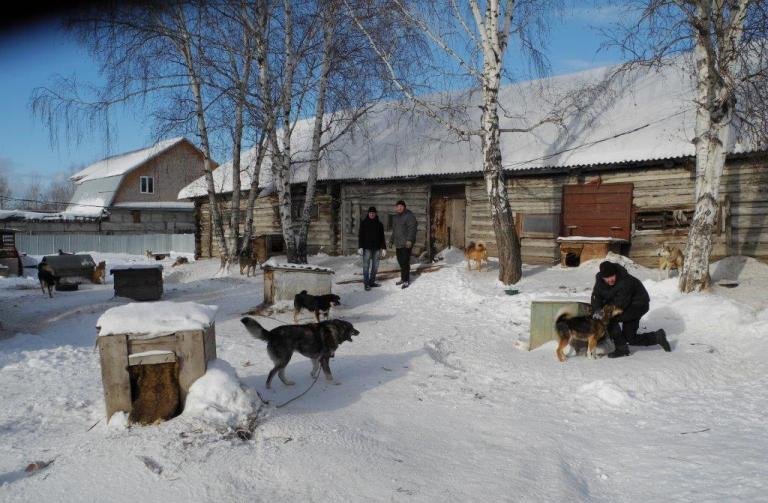 Городской приют для бездомных животных готовится принимать новых питомцев (фото) (фото) - фото 1 Городской приют для бездомных животных готовится принимать новых питомцев (фото) (фото) - фото 1