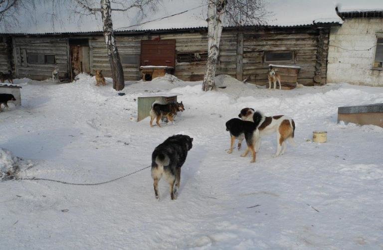 Городской приют для бездомных животных готовится принимать новых питомцев (фото) (фото) - фото 1 Городской приют для бездомных животных готовится принимать новых питомцев (фото) (фото) - фото 1