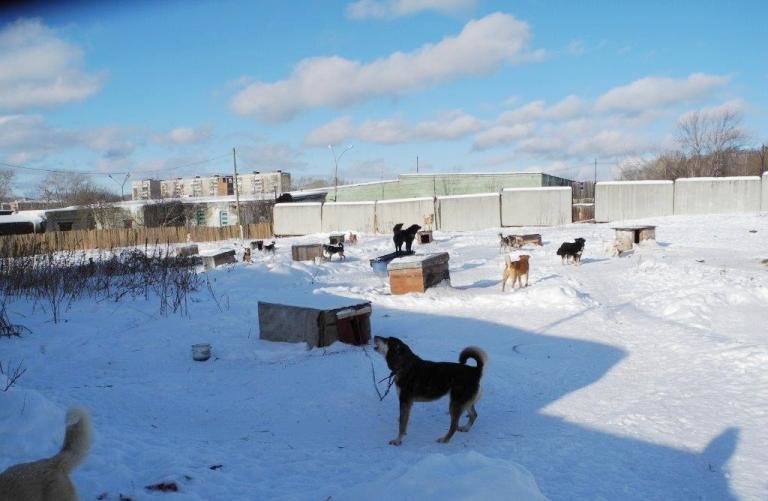 Городской приют для бездомных животных готовится принимать новых питомцев (фото) (фото) - фото 1 Городской приют для бездомных животных готовится принимать новых питомцев (фото) (фото) - фото 1