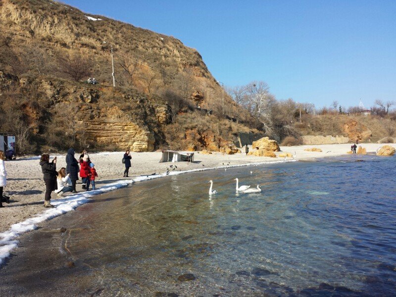 На одесских пляжах лебедей пытаются кормить свиными отбивными (ФОТО) (фото) - фото 1
