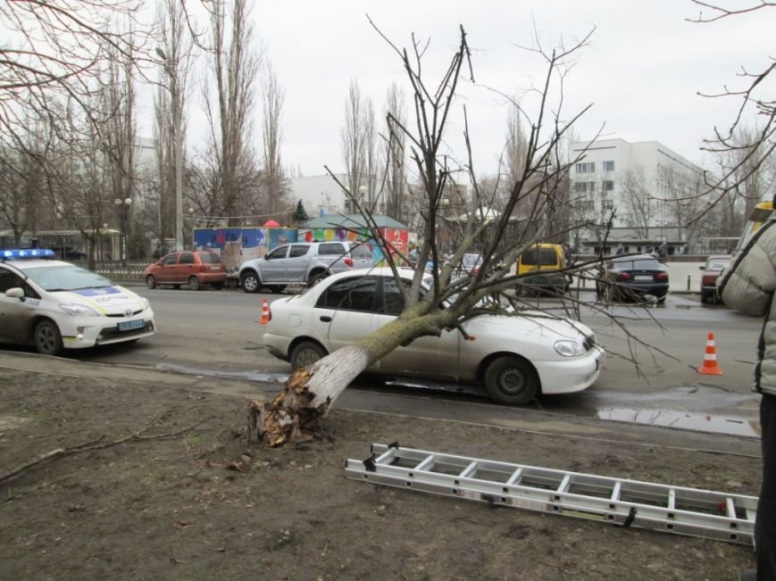 В Одессе дерево упало на автомобиль (ФОТО) (фото) - фото 1