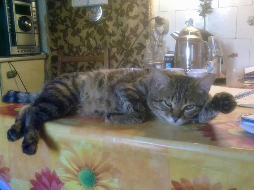 кот3 кот3