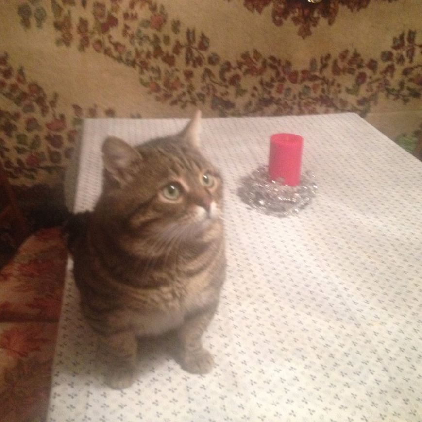 кот1 кот1