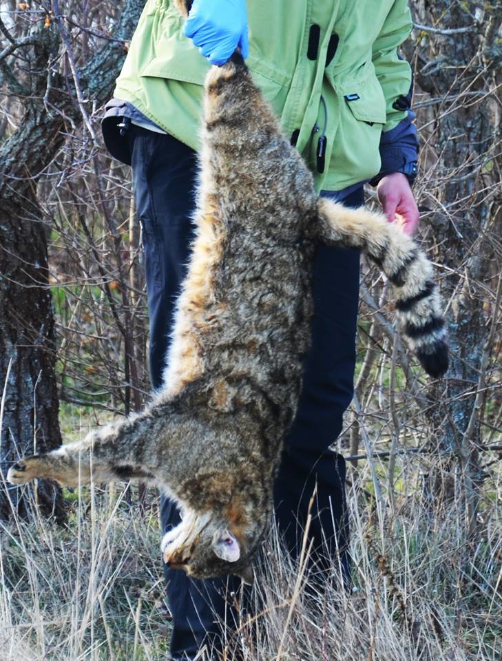В одесском заповеднике охотники убили краснокнижного лесного кота (ФОТО) (фото) - фото 1