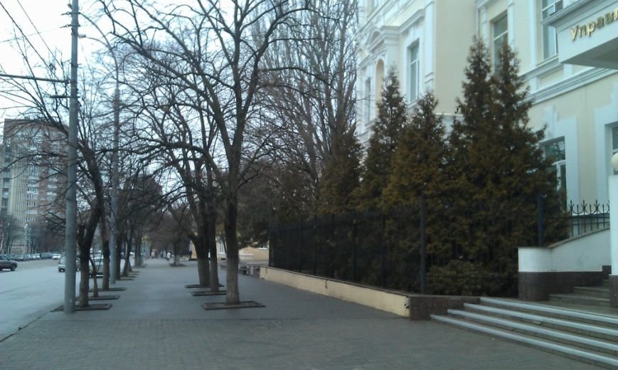 Без зелени: на площади Карла Маркса в Ростове срубили почти все деревья (фото) - фото 3