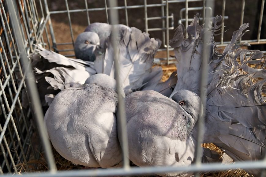 На выставке в Кривом Роге горожане смогли полюбоваться необычными породами голубей (ФОТО) (фото) - фото 2 На выставке в Кривом Роге горожане смогли полюбоваться необычными породами голубей (ФОТО) (фото) - фото 2