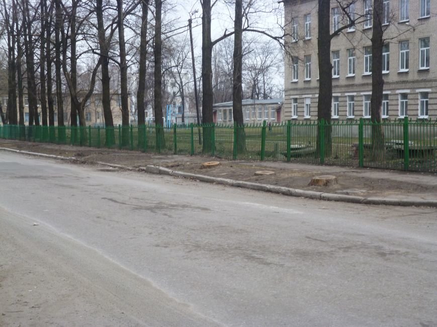 Красноармейск превращается в город спиленных деревьев: в каждой строчке лишь пенечки (фото) - фото 2 Красноармейск превращается в город спиленных деревьев: в каждой строчке лишь пенечки (фото) - фото 2
