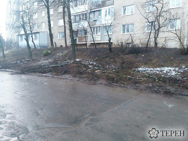 У Тернополі зрізані гілки дерев розкидані по всьому тротуару (фото) (фото) - фото 1 У Тернополі зрізані гілки дерев розкидані по всьому тротуару (фото) (фото) - фото 1