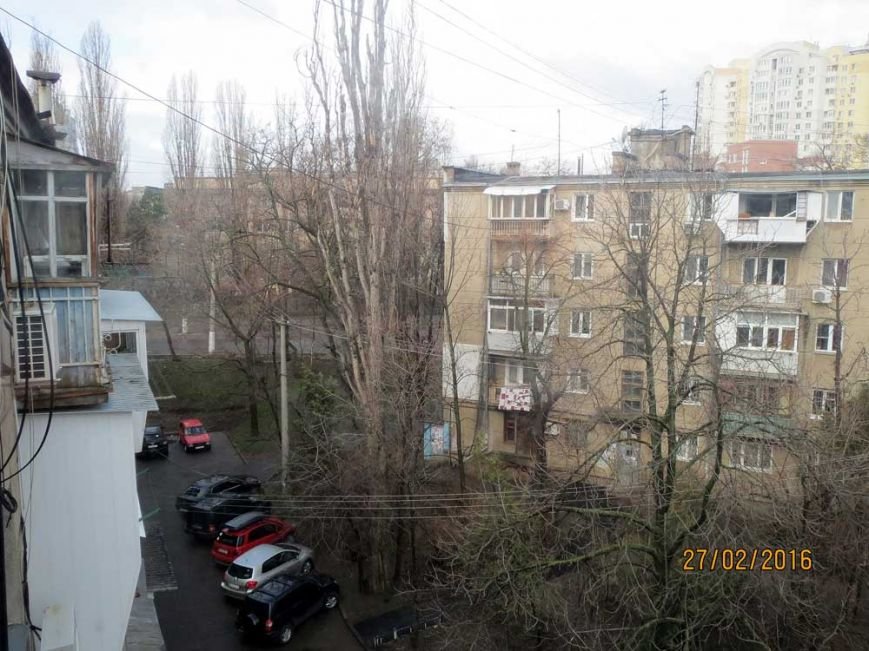В Одессе огромный засохший тополь рискует свалиться на детский сад (ФОТО) (фото) - фото 1