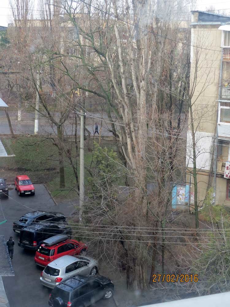 В Одессе огромный засохший тополь рискует свалиться на детский сад (ФОТО) (фото) - фото 1