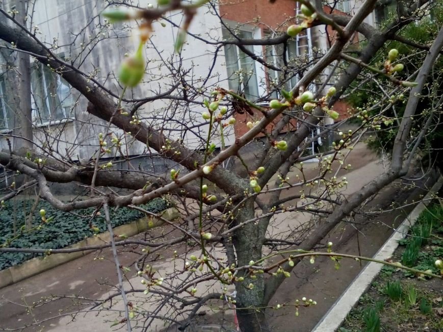 В Симферополе поздравили женщин и наградили особенных детей, опреде... В Симферополе поздравили женщин и наградили особенных детей, определились с новым памятником и вспомнили Сталина (ФОТО) (фото) - фото 19