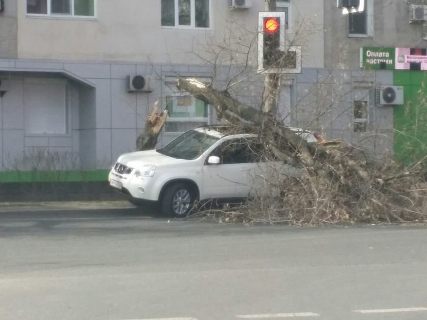 В Одессе дерево раскололось о мощный паркетник (ФОТО) (фото) - фото 1