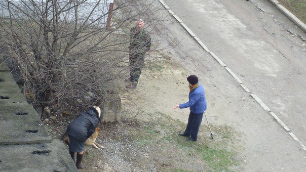 У Тернополі збили собаку і залишили помирати (Фото) (фото) - фото 2 У Тернополі збили собаку і залишили помирати (Фото) (фото) - фото 2