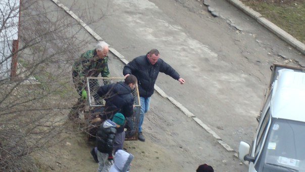 У Тернополі збили собаку і залишили помирати (Фото) (фото) - фото 3 У Тернополі збили собаку і залишили помирати (Фото) (фото) - фото 3