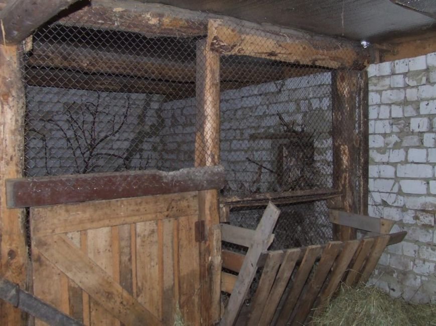 В Ульяновске больных птиц переселяют в новое место (фото) - фото 1